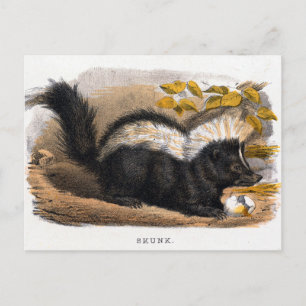 Vintage Illustration of a Skunk Postcard