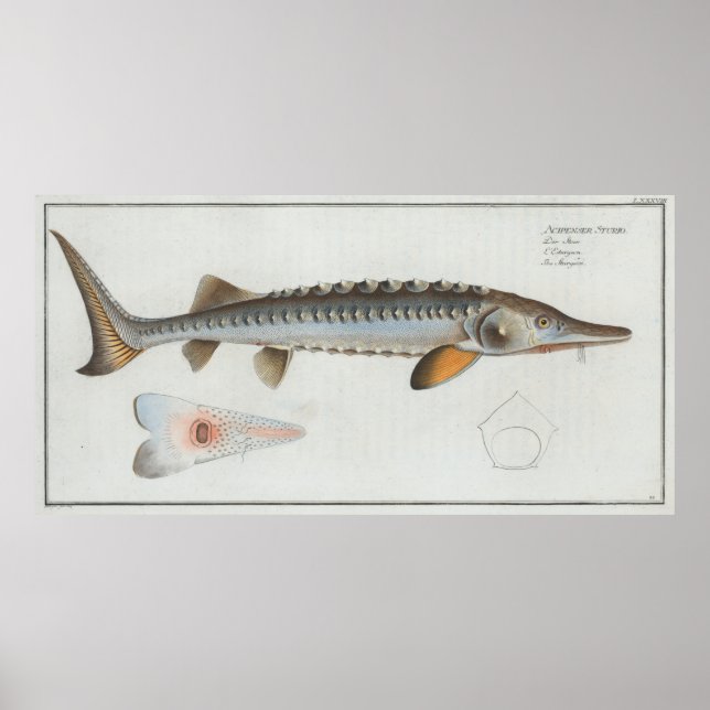 Vintage Illustration of a Sturgeon (1785) Poster (Front)
