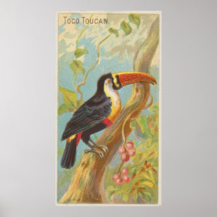 Vintage Illustration of a Toucan (1889) Poster