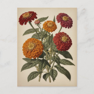 Vintage illustration of a zinnia postcard