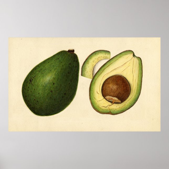 Vintage Illustration of an Avocado 2 Poster (Front)