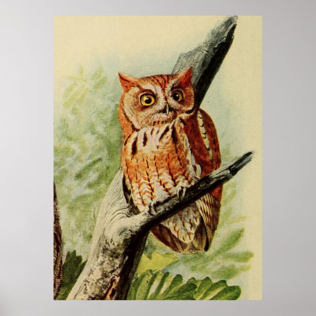 Vintage Illustration of an Owl (1912) Poster (Front)