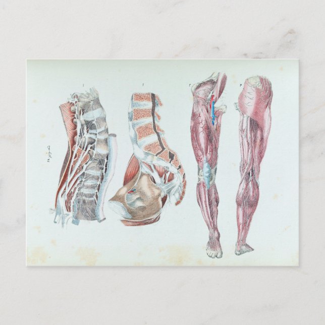 Vintage Illustration of Anatomy of Human Legs Postcard (Front)