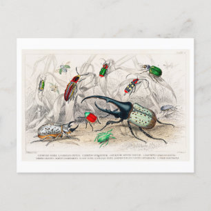 Vintage Illustration of Beetles Postcard