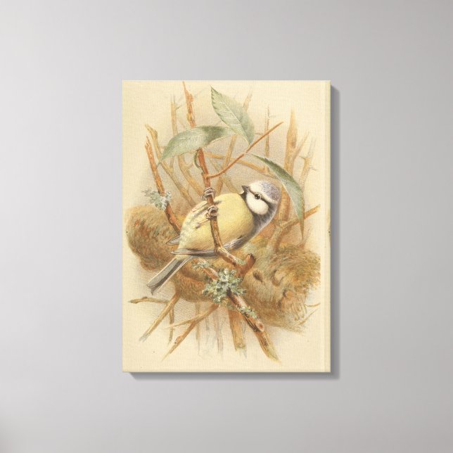 Vintage Illustration of Bluetit Canvas Print (Front)
