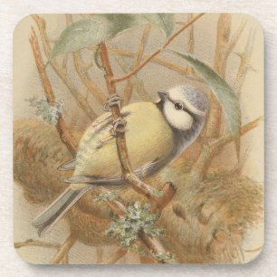 Vintage Illustration of Bluetit Coaster
