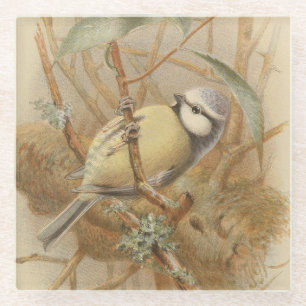 Vintage Illustration of Bluetit Glass Coaster