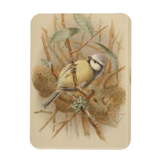 Vintage Illustration of Bluetit Magnet (Vertical)