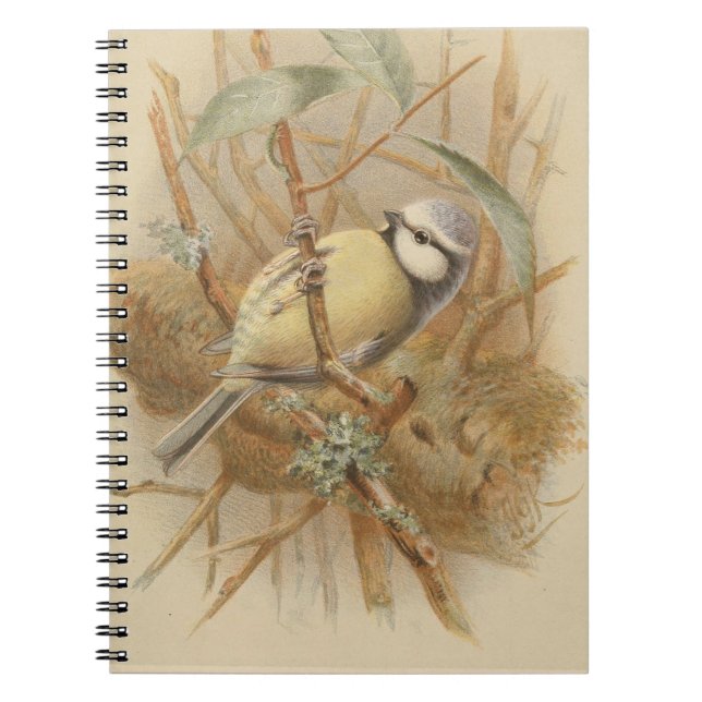 Vintage Illustration of Bluetit Notebook (Front)