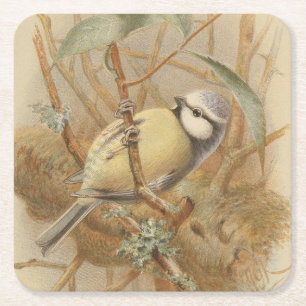 Vintage Illustration of Bluetit Square Paper Coaster