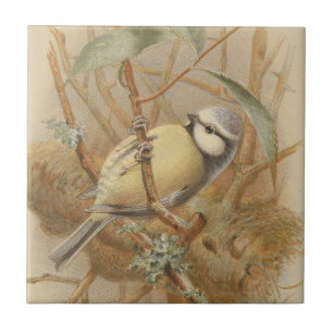 Vintage Illustration of Bluetit Tile