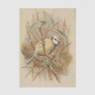 Vintage Illustration of Bluetit Tissue Paper