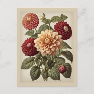 Vintage Illustration of Dahlias  Postcard