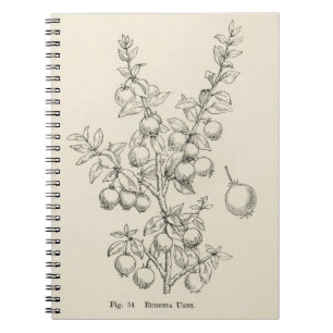 Vintage illustration of eugenia ugni notebook