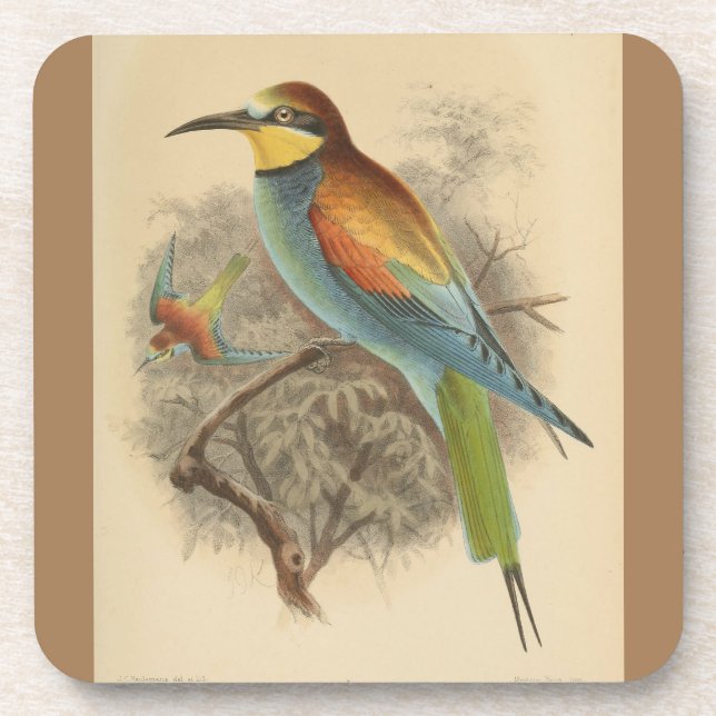 Vintage illustration of European Bee-Eater Coaster (Front)