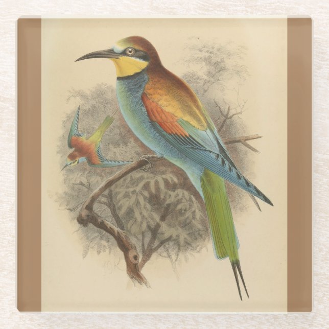 Vintage illustration of European Bee-Eater Glass Coaster (Front)