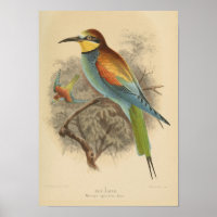 Vintage illustration of European Bee-Eater