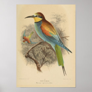 Vintage illustration of European Bee-Eater Poster