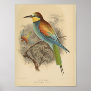 Vintage illustration of European Bee-Eater Poster