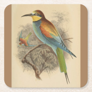 Vintage illustration of European Bee-Eater Square Paper Coaster