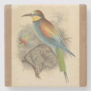 Vintage illustration of European Bee-Eater Stone Coaster