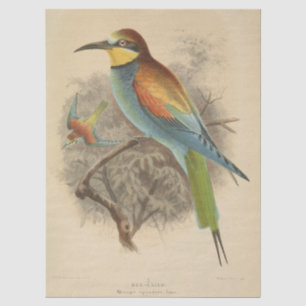 Vintage illustration of European Bee-Eater Tissue Paper