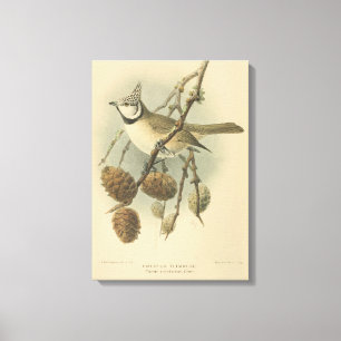 Vintage Illustration of European Crested Tit Canvas Print