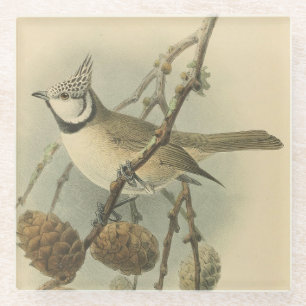 Vintage Illustration of European Crested Tit Glass Coaster