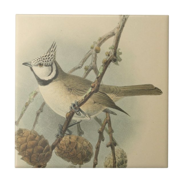 Vintage Illustration of European Crested Tit Tile (Front)