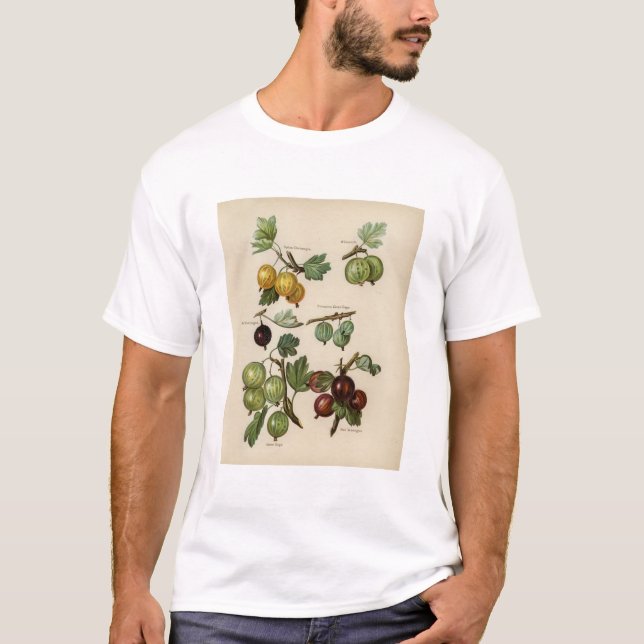 Vintage illustration of gooseberry T-Shirt (Front)