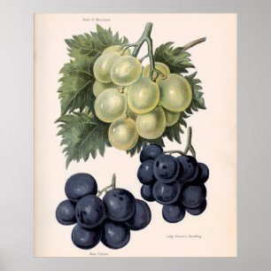 Vintage Illustration of Grape Fruit Floral  Poster