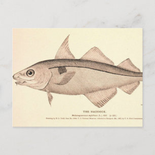 Vintage illustration of Haddock Postcard