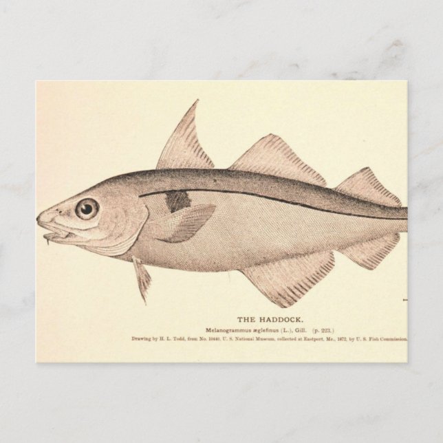 Vintage illustration of Haddock Postcard (Front)