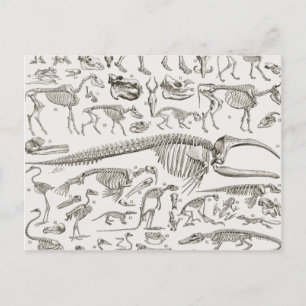 Vintage Illustration of Human & Animal Bones Postcard