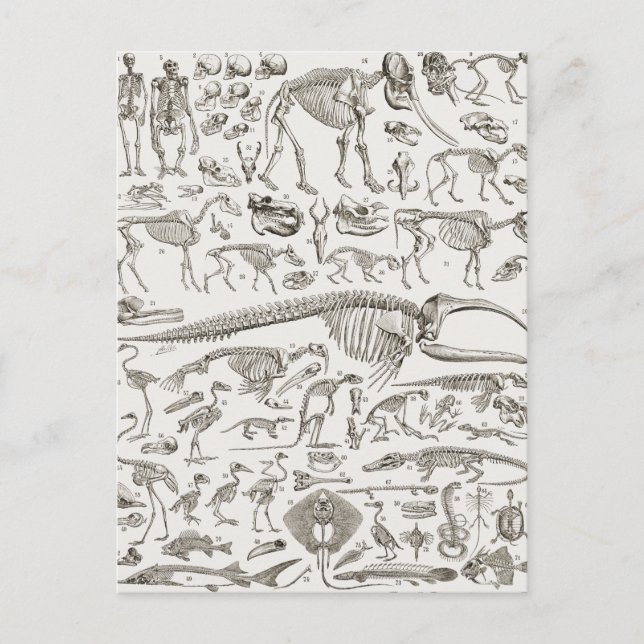 Vintage Illustration of Human & Animal Bones Postcard (Front)