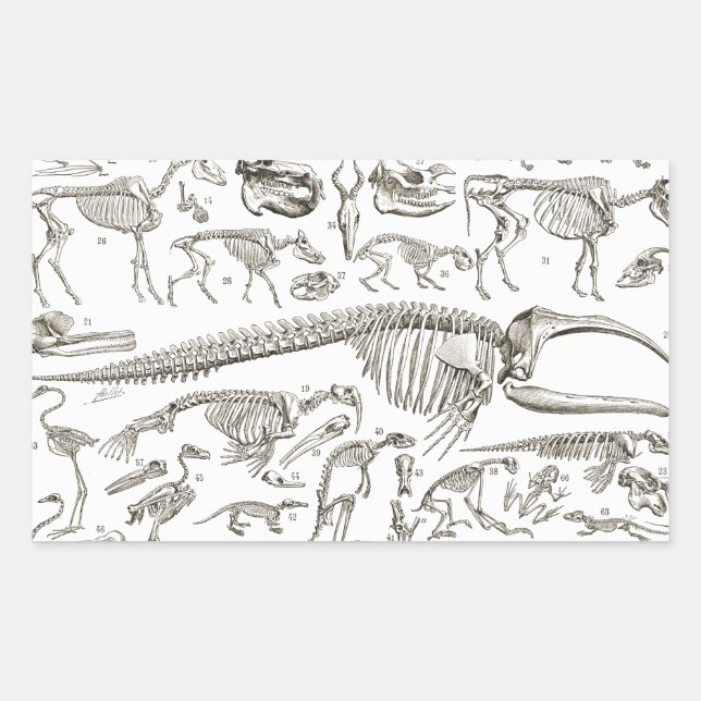 Vintage Illustration of Human & Animal Bones Rectangular Sticker (Front)