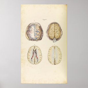 Vintage Illustration of Human Brain Poster