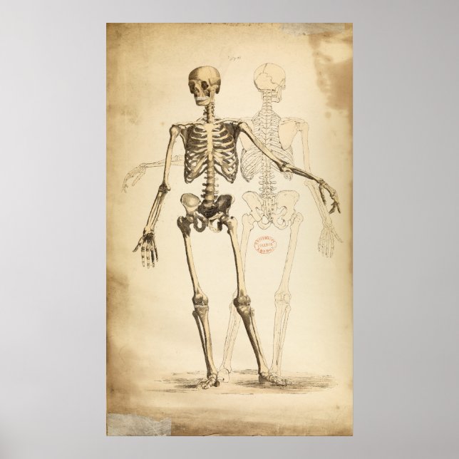 Vintage Illustration of Human Skeleton Poster (Front)