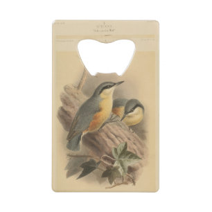 Vintage Illustration of Nuthatch