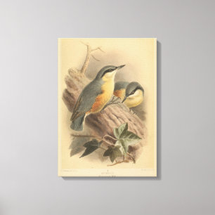 Vintage Illustration of Nuthatch Canvas Print