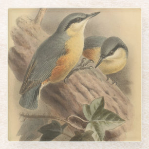 Vintage Illustration of Nuthatch Glass Coaster