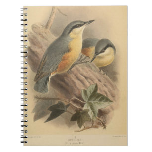 Vintage Illustration of Nuthatch Notebook