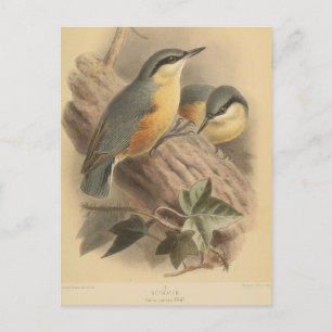 Vintage Illustration of Nuthatch Postcard