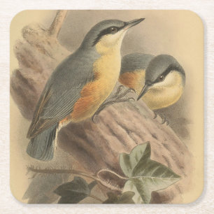 Vintage Illustration of Nuthatch Square Paper Coaster
