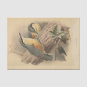Vintage Illustration of Nuthatch Tissue Paper