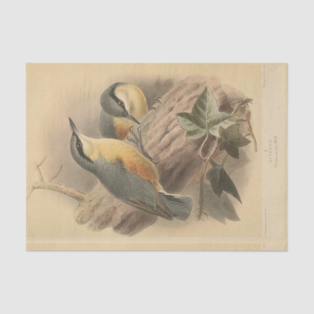 Vintage Illustration of Nuthatch Tissue Paper (Front)
