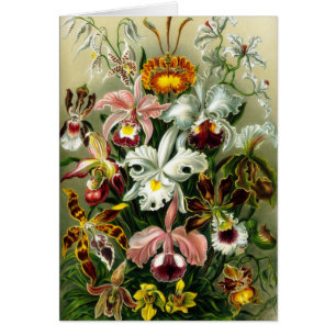 Vintage Illustration of Orchids