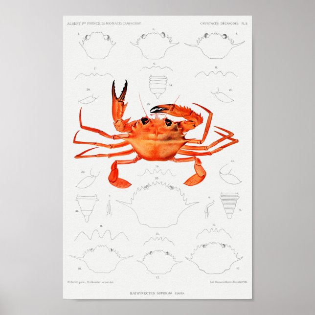 Vintage Illustration of shellfish Poster (Front)