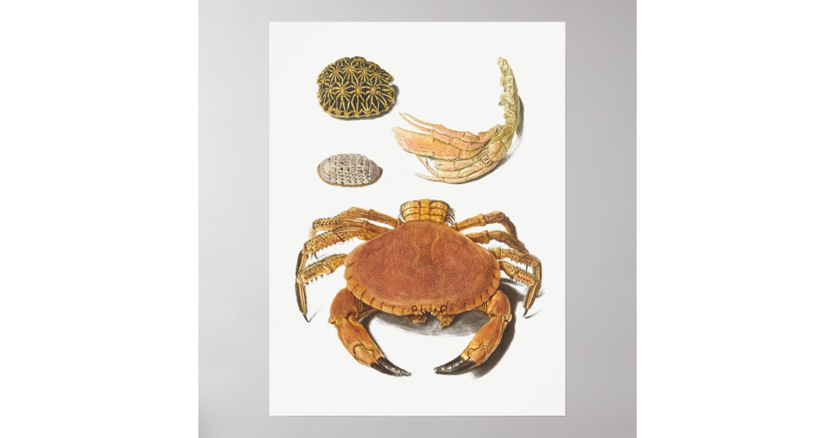 Vintage Illustration of shellfish Poster | Zazzle