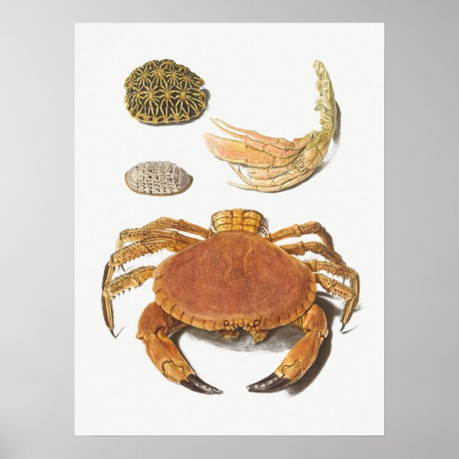 Vintage Illustration of shellfish Poster (Front)